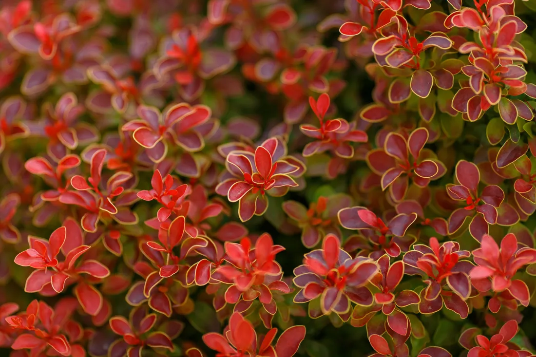 berberys-thunberga-ruby-star-berberis-thunbergii-doniczka-2-0l