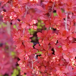 berberys-thunberga-red-pillar-berberis-thunbergii-doniczka-2-0l