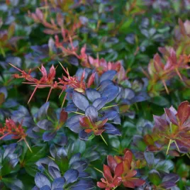 berberys-posredni-red-jewel-berberis-media-doniczka-2-0l