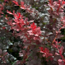 berberys-thunberga-dart-s-red-lady-berberis-thunbergii-poj-2-0l