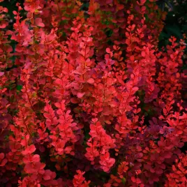 berberys-thunberga-orange-pillar-berberis-thunbergii-poj-1-0l