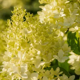 hortensja-bukietowa-candlelight-hydrangea-paniculata-doniczka-2-0l