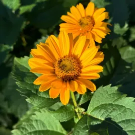 sloneczniczek-szorstki-heliopsis-helianthoides-doniczka-2-0l