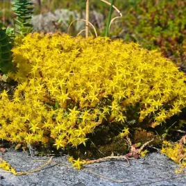 rozchodnik-ostry-sedum-acre-zolty-zloty-dywan-skalniak-doniczka-0-5l