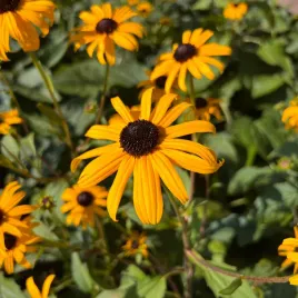 rudbekia-blyskotliwa-goldsturm-zlota-duza-sadzonka-rudbeckia-fulgida