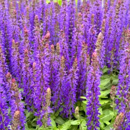szalwia-omszona-niebieska-piekna-rianne-salvia-nemorosa-w-doniczce