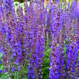 szalwia-omszona-niebieska-synchro-blue-salvia-nemorosa-w-doniczce-1l