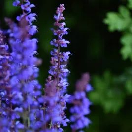 szalwia-omszona-niebieska-carina-salvia-x-hybrida-w-doniczce-1l