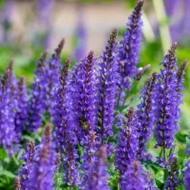 szalwia-omszona-niebieska-noble-knight-salvia-nemorosa-w-doniczce-1-0l