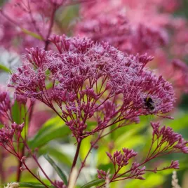 sadziec-plamisty-atropurpureum-rozowy-doniczka-2l-eupatorium-maculatum