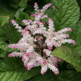 rodgersja-pierzasta-white-rodgersia-pinnata