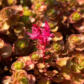 rozchodnik-kaukaski-dragon-s-blood-sedum-p9