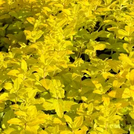 przetacznik-rozeslany-zolty-aztec-gold-veronica-prostrata-doniczka-1-0l