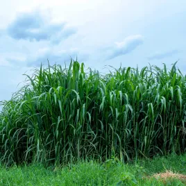 proso-rozgowate-dallas-blues-panicum-virgatum-wysoka-odmiana-160cm-wys