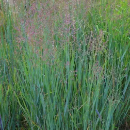 proso-rozgowate-waterfall-panicum-virgatum-doniczka-2-0l