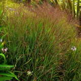 proso-rozgowate-hanse-herms-panicum-virgatum