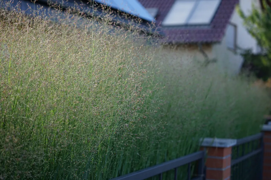 proso-rozgowate-hanse-herms-panicum-virgatum