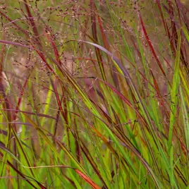 proso-rozgowate-sangria-czerwona-trawa-panicum-virgatum-doniczka-2-0l