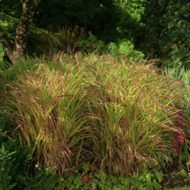 proso-rozgowate-warrior-czerwone-klosy-panicum-virgatum-doniczka-2-0l