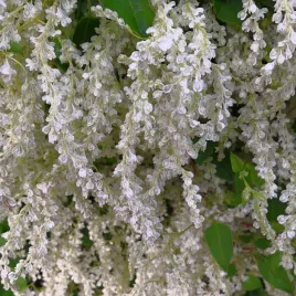 rdest-auberta-szybko-zarasta-fallopia-aubertii-rdestowka-doniczka-2-0l