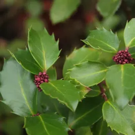 ostrokrzew-meservy-blue-prince-ilex-meserveae-doniczka-2-0l