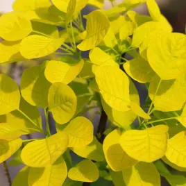 perukowiec-podolski-golden-spirit-ancot-cotinus-coggygria-poj-3-0l