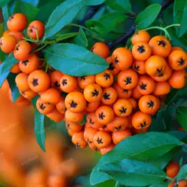 ognik-szkarlatny-navajo-pyracantha-coccinea-pomaranczowy-2-0l