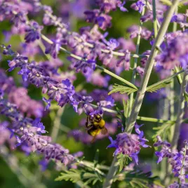 perowskia-lobodolistna-bluesette-duza-lawenda-perovskia-w-doniczce-1l