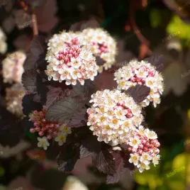 pecherznica-kalinolistna-little-joker-physocarpus-opulifolius-2-0l