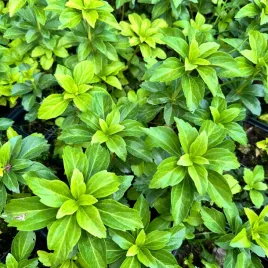 runianka-japonska-zielony-dywan-pachysandra-terminalis-doniczka-1-0l