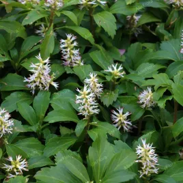 runianka-japonska-green-carpet-pachysandra-terminalis-doniczka-1-0l