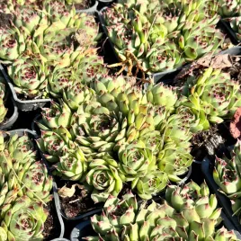 rojnik-taurus-na-skalniak-duza-rozeta-sempervivum-p9