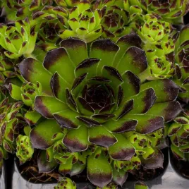 rojnik-reinhard-na-skalniak-duza-rozeta-sempervivum-p9