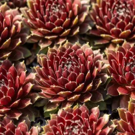 rojnik-cassiopeia-na-skalniak-duza-rozeta-sempervivum-p9