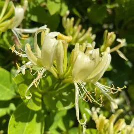 wiciokrzew-pomorski-graham-thomas-pieknie-pachnie-doniczka-2-0l