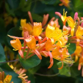 wiciokrzew-tellmana-pachnace-kwiaty-lonicera-tellmanniana-doniczka-2-0l