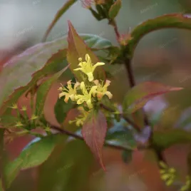 zadrzewnia-bezogonkowa-butterfly-diervilla-sessilifolia-doniczka-2-0l