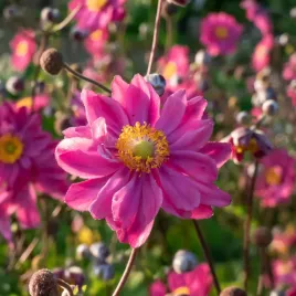 zawilec-japonski-prinz-heinrich-anemone-hupehensis-duza-sadzonka-2-0l