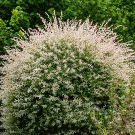 wierzba-calolistna-hakuro-nishiki-salix-integra-kolorowe-liscie-1-0l