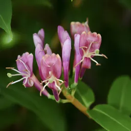 wiciokrzew-henry-ego-lonicera-henryi-zimozielony-w-doniczce-2-0l-henriego