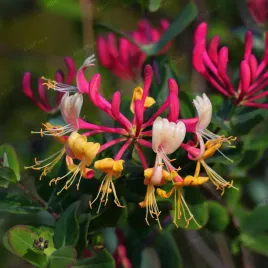 wiciokrzew-japonski-purpurea-lonicera-japonica-doniczka-2-0l