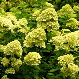 hortensja-bukietowa-limelight-hydrangea-paniculata-doniczka-2-0l