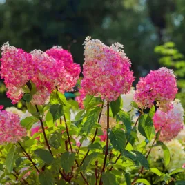 hortensja-bukietowa-vanille-fraise-hydrangea-paniculata-doniczka-2-0l