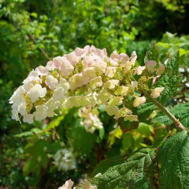 hortensja-debolistna-applause-hydrangea-quercifolia-doniczka-2-0l