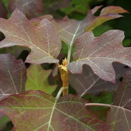 hortensja-debolistna-burgundy-hydrangea-quercifolia-doniczka-2-0l