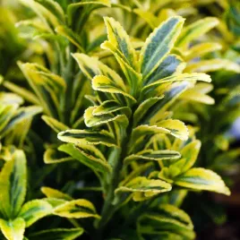 trzmielina-japonska-microphyllus-aureovariegatus-euonymus-fortunei-1-0l