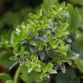 trzmielina-japonska-microphyllus-albovariegatus-euonymus-japonicus-1-0l