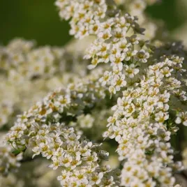 tawula-nipponska-white-carpet-spiraea-nipponica-doniczka-2-0l