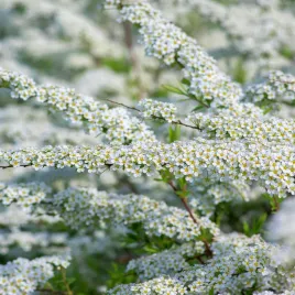 tawula-szara-grefsheim-spiraea-cinerea-doniczka-2-0l