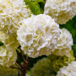 kalina-koralowa-roseum-biale-kule-viburnum-opulus-2-0l-wysokosc-30-50cm